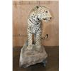 Image 6 : *TEXAS RESIDENTS ONLY* XXL Life-sized LEOPARD on a Decorative Wall Base