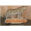 Image 7 : *TEXAS RESIDENTS ONLY* XXL Life-sized LEOPARD on a Decorative Wall Base