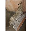 Image 8 : *TEXAS RESIDENTS ONLY* XXL Life-sized LEOPARD on a Decorative Wall Base