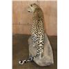 Image 9 : *TEXAS RESIDENTS ONLY* XXL Life-sized LEOPARD on a Decorative Wall Base