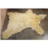 Image 12 : POLAR BEAR Hide Rug with its Mounted Head, Paws, and Claws