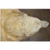 Image 4 : POLAR BEAR Hide Rug with its Mounted Head, Paws, and Claws