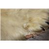 Image 7 : POLAR BEAR Hide Rug with its Mounted Head, Paws, and Claws