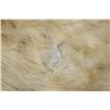 Image 9 : POLAR BEAR Hide Rug with its Mounted Head, Paws, and Claws