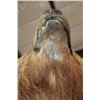 Image 10 : XXL Life-sized Standing BROWN BEAR on a Decorative Wood Base with Wheels
