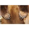 Image 12 : XXL Life-sized Standing BROWN BEAR on a Decorative Wood Base with Wheels