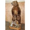 Image 14 : XXL Life-sized Standing BROWN BEAR on a Decorative Wood Base with Wheels