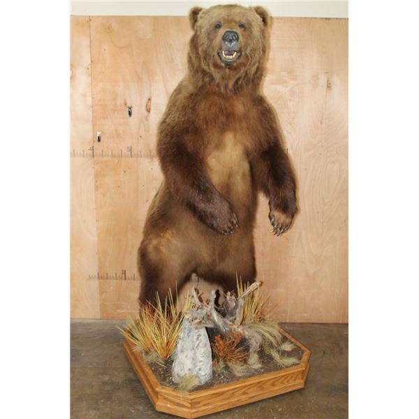 XXL Life-sized Standing BROWN BEAR on a Decorative Wood Base with Wheels