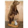 Image 2 : XXL Life-sized Standing BROWN BEAR on a Decorative Wood Base with Wheels
