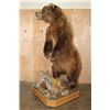 Image 3 : XXL Life-sized Standing BROWN BEAR on a Decorative Wood Base with Wheels