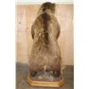 Image 5 : XXL Life-sized Standing BROWN BEAR on a Decorative Wood Base with Wheels