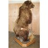 Image 6 : XXL Life-sized Standing BROWN BEAR on a Decorative Wood Base with Wheels