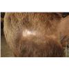 Image 8 : XXL Life-sized Standing BROWN BEAR on a Decorative Wood Base with Wheels