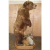 Image 9 : XXL Life-sized Standing BROWN BEAR on a Decorative Wood Base with Wheels