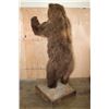 Image 10 : XL Standing BROWN BEAR on a Wood Base with Wheels