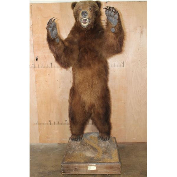 XL Standing BROWN BEAR on a Wood Base with Wheels