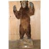 Image 1 : XL Standing BROWN BEAR on a Wood Base with Wheels