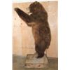 Image 2 : XL Standing BROWN BEAR on a Wood Base with Wheels