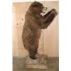 Image 3 : XL Standing BROWN BEAR on a Wood Base with Wheels