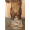 Image 6 : XL Standing BROWN BEAR on a Wood Base with Wheels