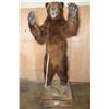 Image 8 : XL Standing BROWN BEAR on a Wood Base with Wheels