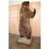 Image 9 : XL Standing BROWN BEAR on a Wood Base with Wheels