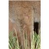 Image 11 : Life-sized MOUNTAIN LION or COUGAR on a Decorative Wall Base