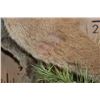 Image 12 : Life-sized MOUNTAIN LION or COUGAR on a Decorative Wall Base