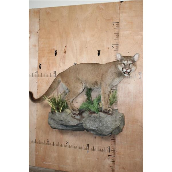 Life-sized MOUNTAIN LION or COUGAR on a Decorative Wall Base