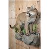 Image 2 : Life-sized MOUNTAIN LION or COUGAR on a Decorative Wall Base