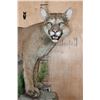 Image 4 : Life-sized MOUNTAIN LION or COUGAR on a Decorative Wall Base