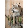 Image 5 : Life-sized MOUNTAIN LION or COUGAR on a Decorative Wall Base