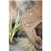 Image 7 : Life-sized MOUNTAIN LION or COUGAR on a Decorative Wall Base