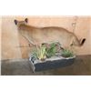 Image 9 : Life-sized MOUNTAIN LION or COUGAR on a Decorative Wall Base