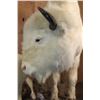 Image 12 : *Very Rare* Life-sized WHITE BUFFALO Mom with her 2 WHITE BUFFALO Calves on a Natural Base
