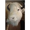 Image 13 : *Very Rare* Life-sized WHITE BUFFALO Mom with her 2 WHITE BUFFALO Calves on a Natural Base