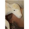 Image 14 : *Very Rare* Life-sized WHITE BUFFALO Mom with her 2 WHITE BUFFALO Calves on a Natural Base
