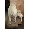 Image 15 : *Very Rare* Life-sized WHITE BUFFALO Mom with her 2 WHITE BUFFALO Calves on a Natural Base