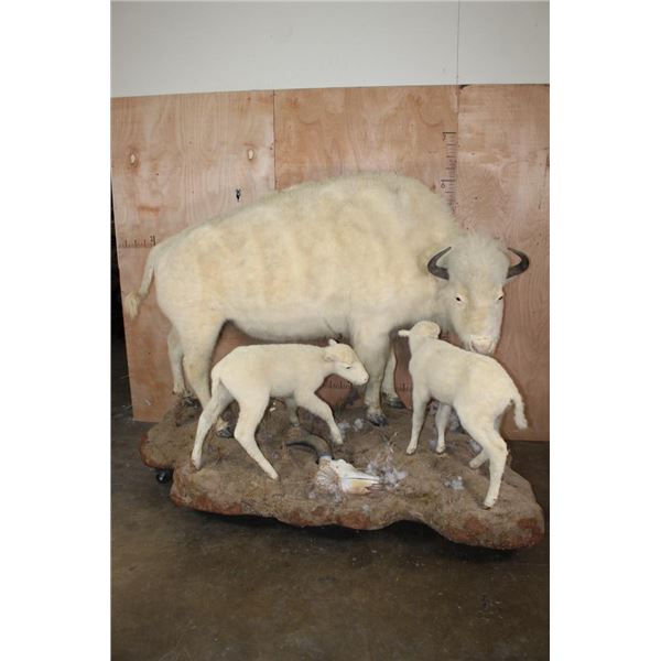 *Very Rare* Life-sized WHITE BUFFALO Mom with her 2 WHITE BUFFALO Calves on a Natural Base