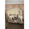 Image 1 : *Very Rare* Life-sized WHITE BUFFALO Mom with her 2 WHITE BUFFALO Calves on a Natural Base