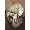 Image 2 : *Very Rare* Life-sized WHITE BUFFALO Mom with her 2 WHITE BUFFALO Calves on a Natural Base
