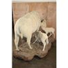 Image 3 : *Very Rare* Life-sized WHITE BUFFALO Mom with her 2 WHITE BUFFALO Calves on a Natural Base