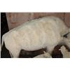 Image 6 : *Very Rare* Life-sized WHITE BUFFALO Mom with her 2 WHITE BUFFALO Calves on a Natural Base