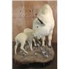 Image 8 : *Very Rare* Life-sized WHITE BUFFALO Mom with her 2 WHITE BUFFALO Calves on a Natural Base
