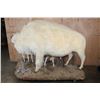 Image 9 : *Very Rare* Life-sized WHITE BUFFALO Mom with her 2 WHITE BUFFALO Calves on a Natural Base
