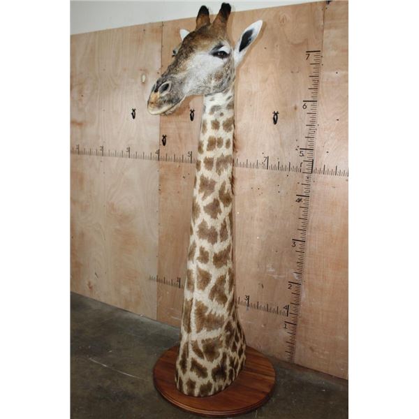 GIRAFFE Pedestal Mount