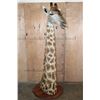 Image 3 : GIRAFFE Pedestal Mount