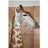 Image 5 : GIRAFFE Pedestal Mount