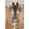 Image 6 : GIRAFFE Pedestal Mount