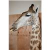 Image 7 : GIRAFFE Pedestal Mount